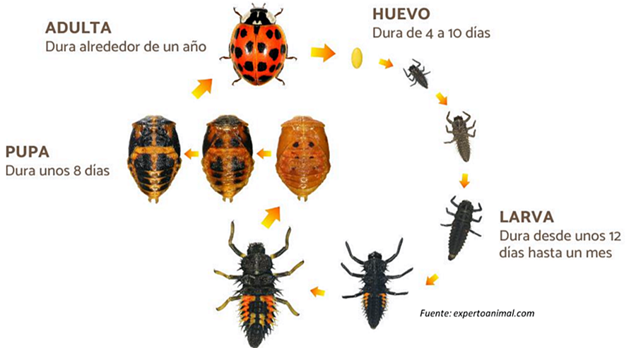 Criar mariquitas 012